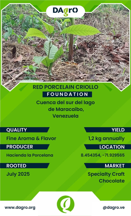 Red Porcelain Foundation