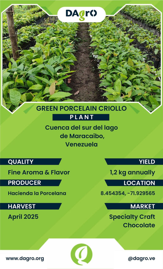 Green Porcelain Plant