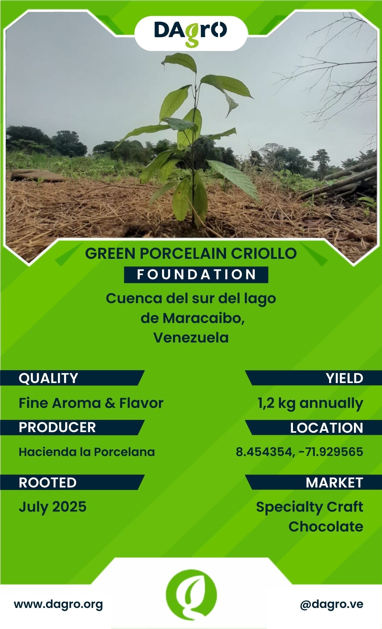 Green Porcelain Foundation