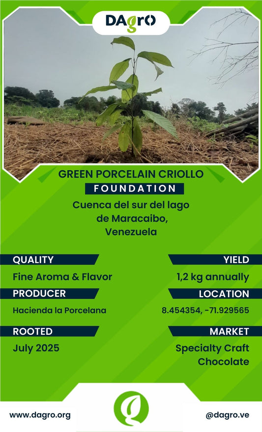 Green Porcelain Foundation