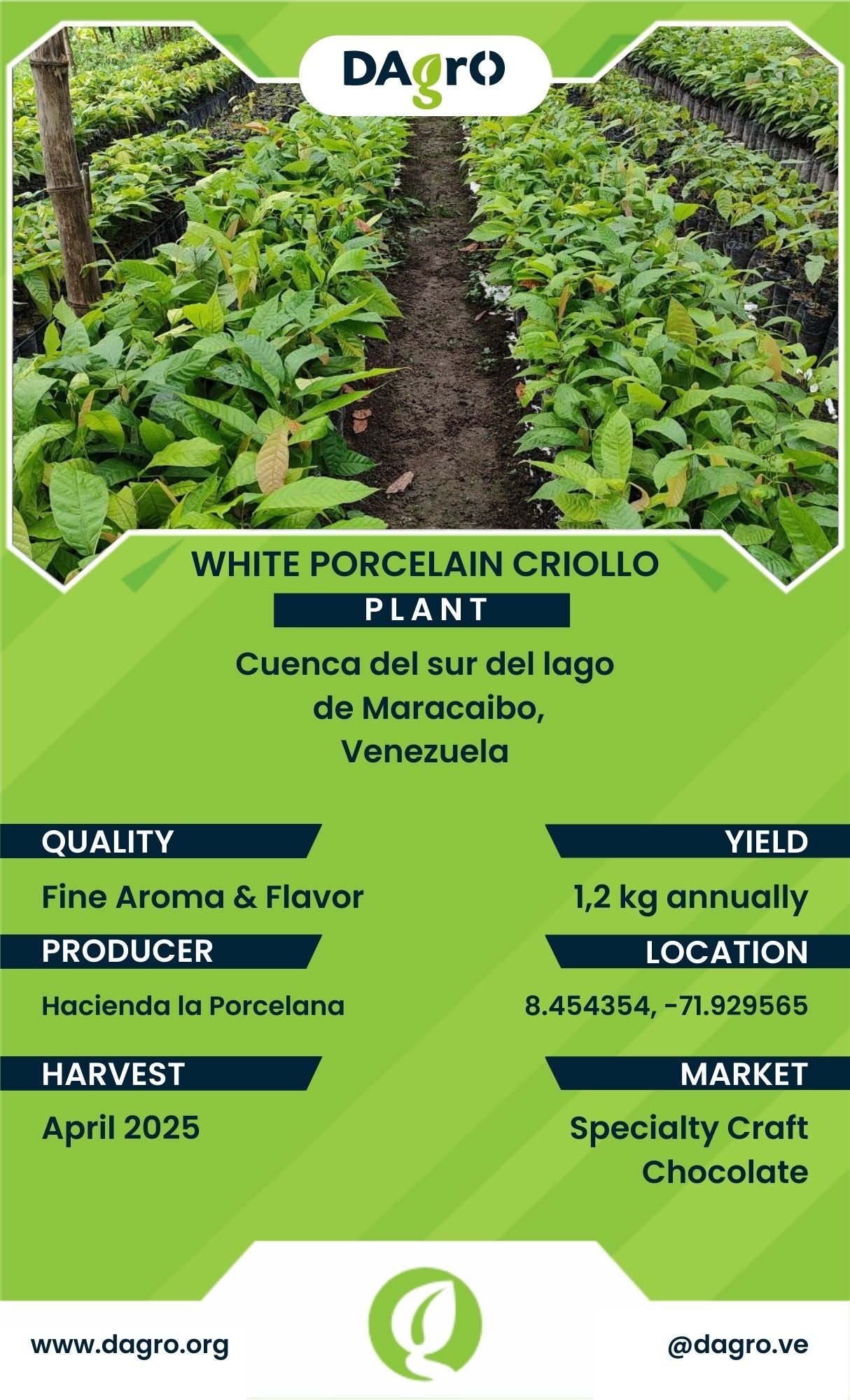 White Porcelain Plant