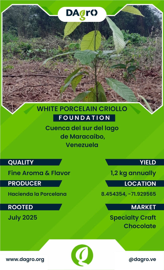 White Porcelain Foundation