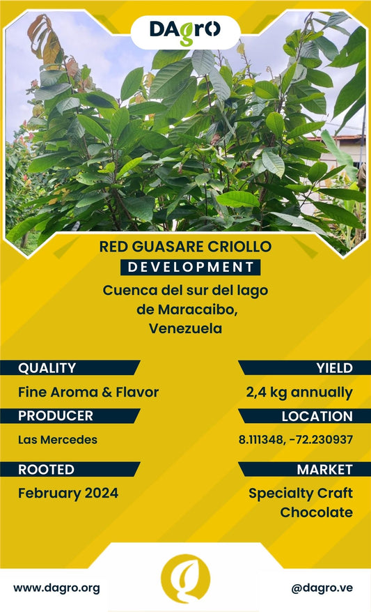 Red Guasare Development
