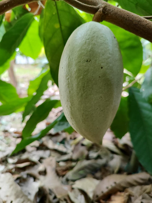 The White Almond Miracle: Why Cacao Criollo Porcelana Holds Zero Bitterness.
