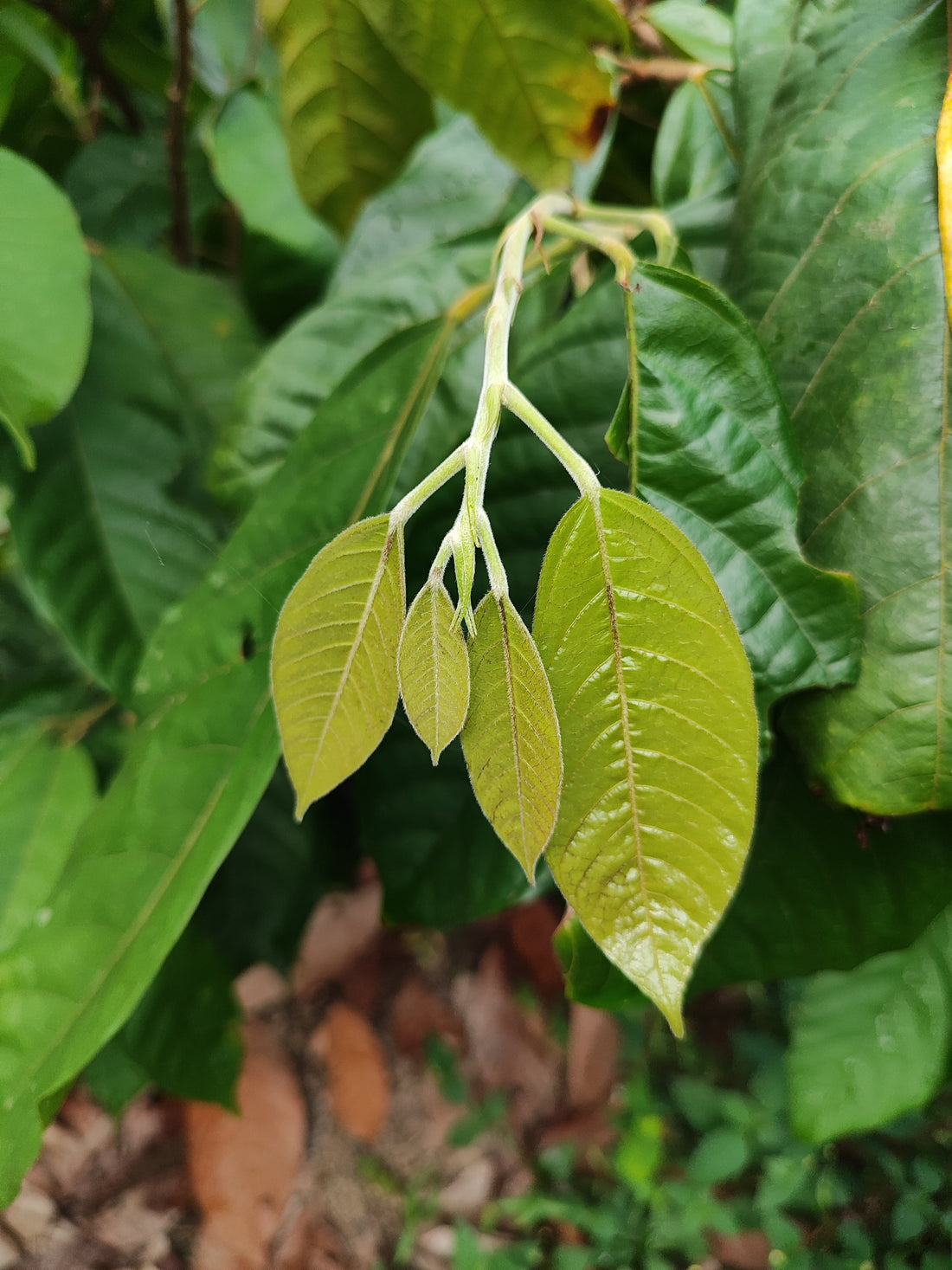 Cultivating Under the Canopy: Why True Cacao Belongs in the Forest, Not in Sunlit Monocultures.