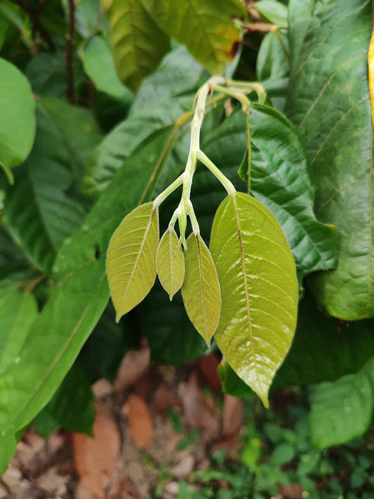 Cultivating Under the Canopy: Why True Cacao Belongs in the Forest, Not in Sunlit Monocultures.