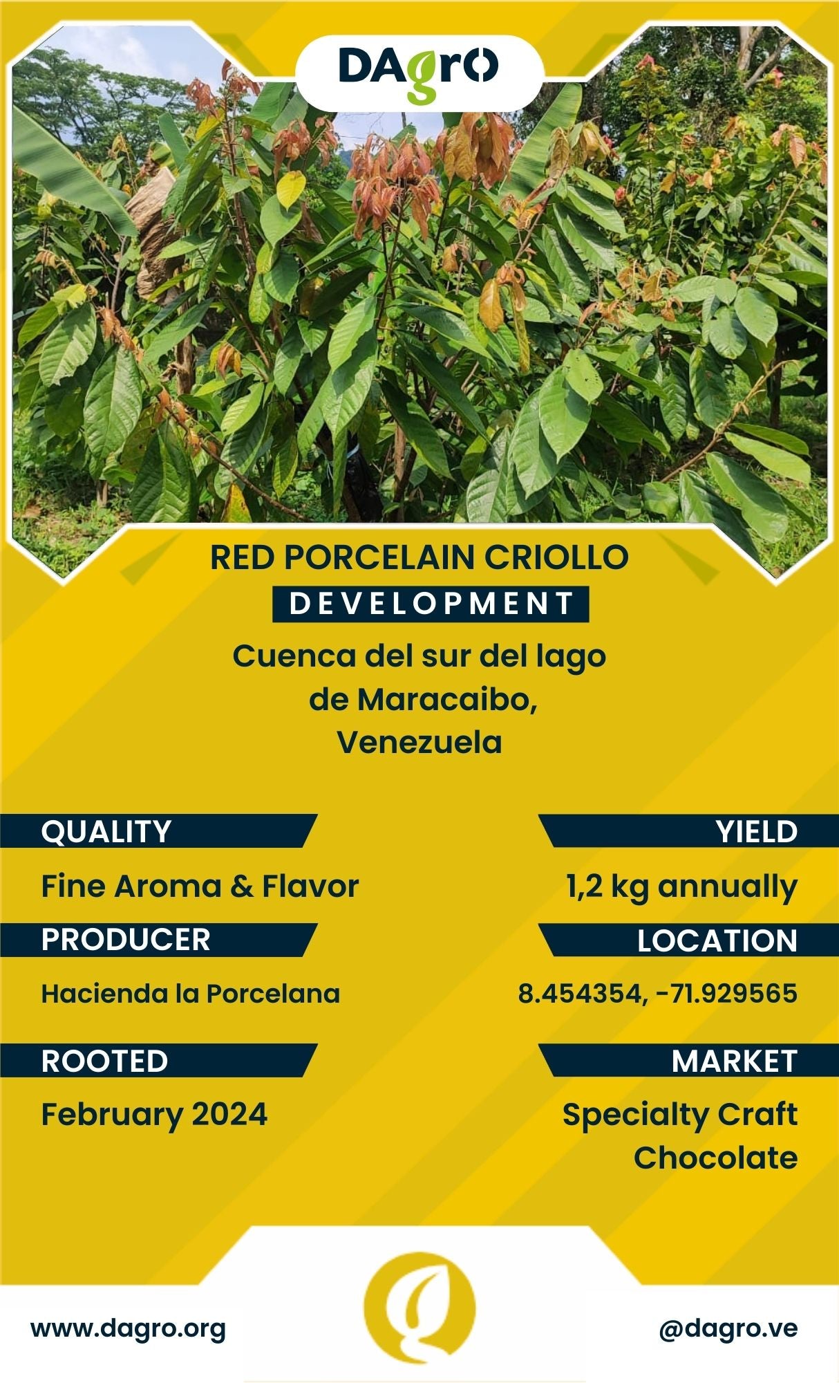 Green Porcelain Development