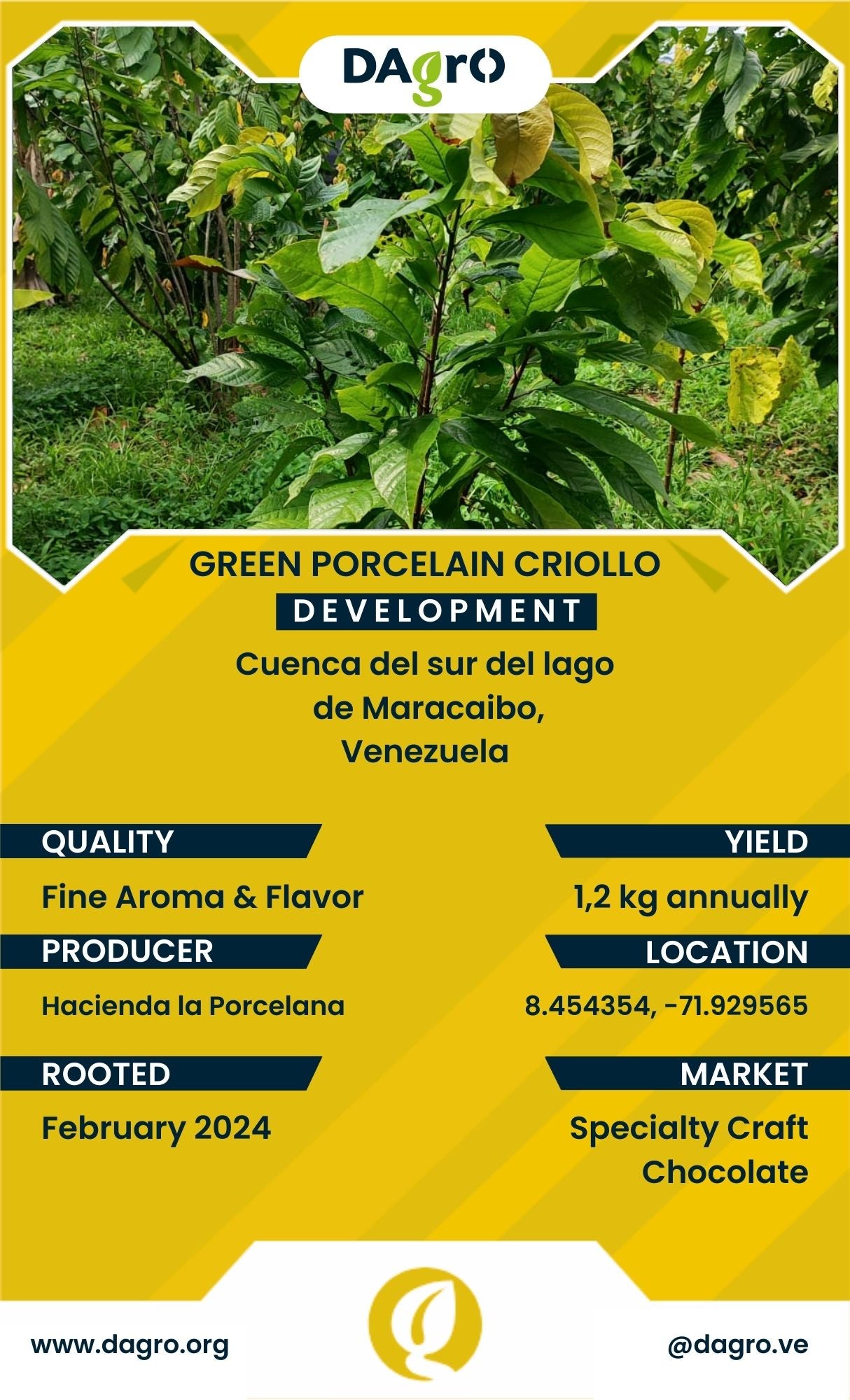 Red Porcelain Development