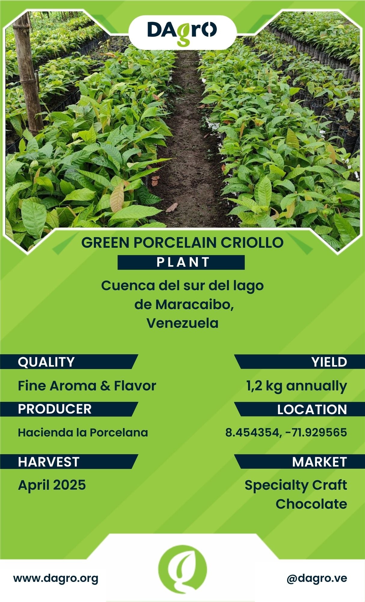 Green Porcelain Plant