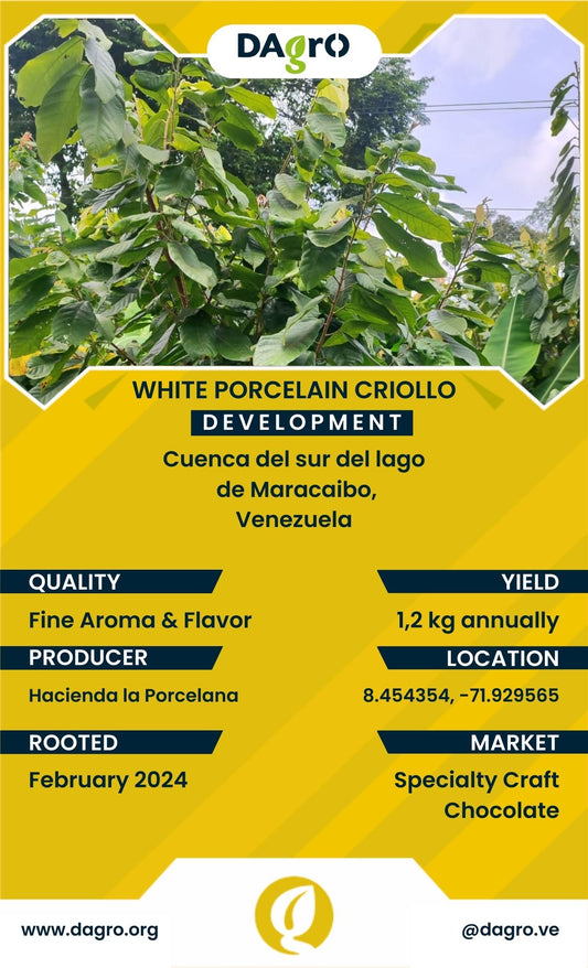 White Porcelain Development