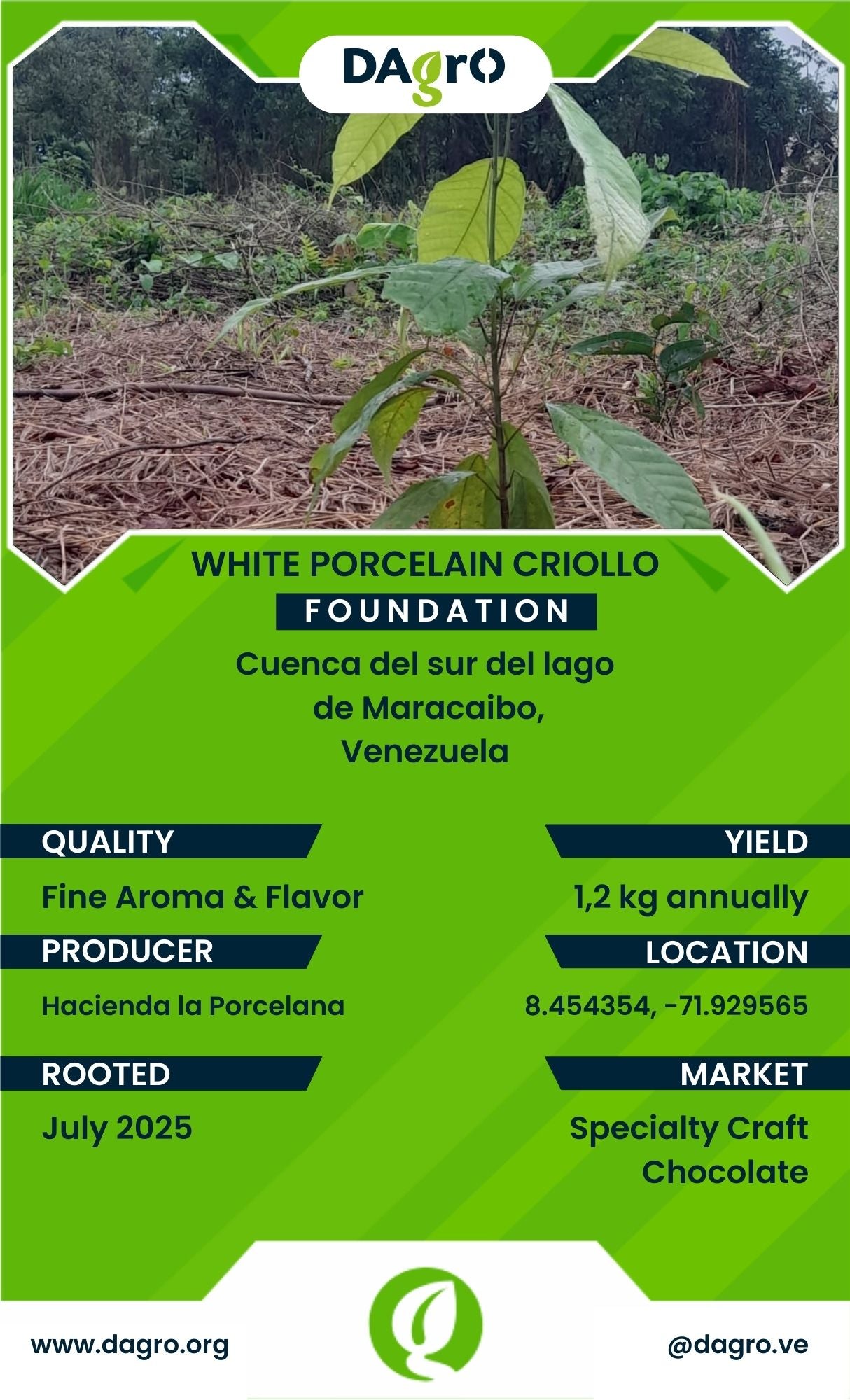 White Porcelain Foundation