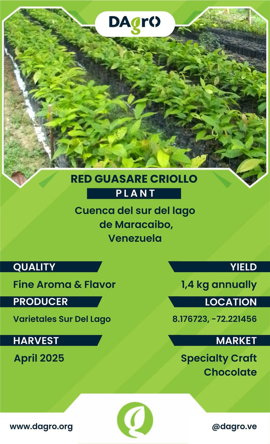 Red Guasare Plant