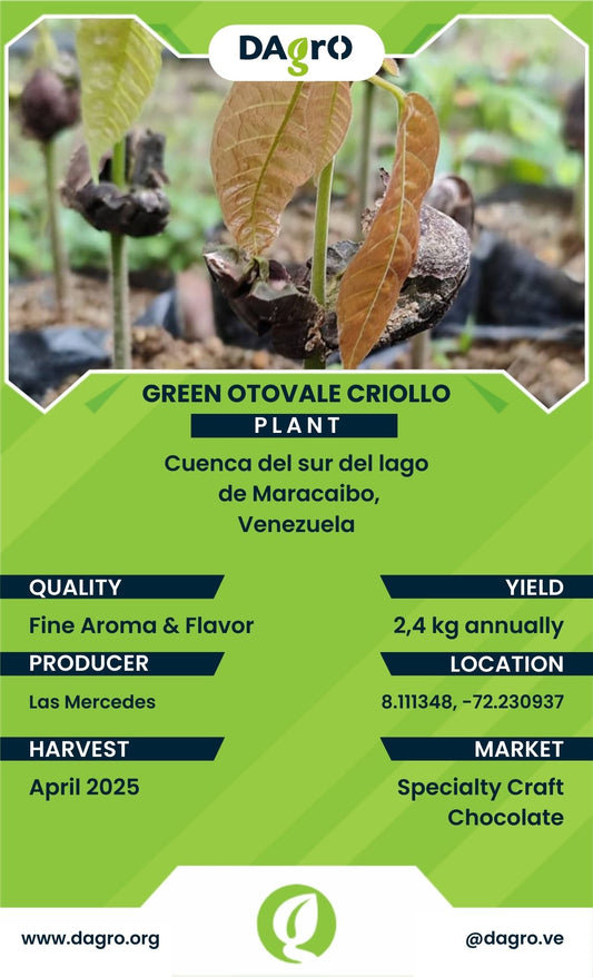 Green Otovale Plant